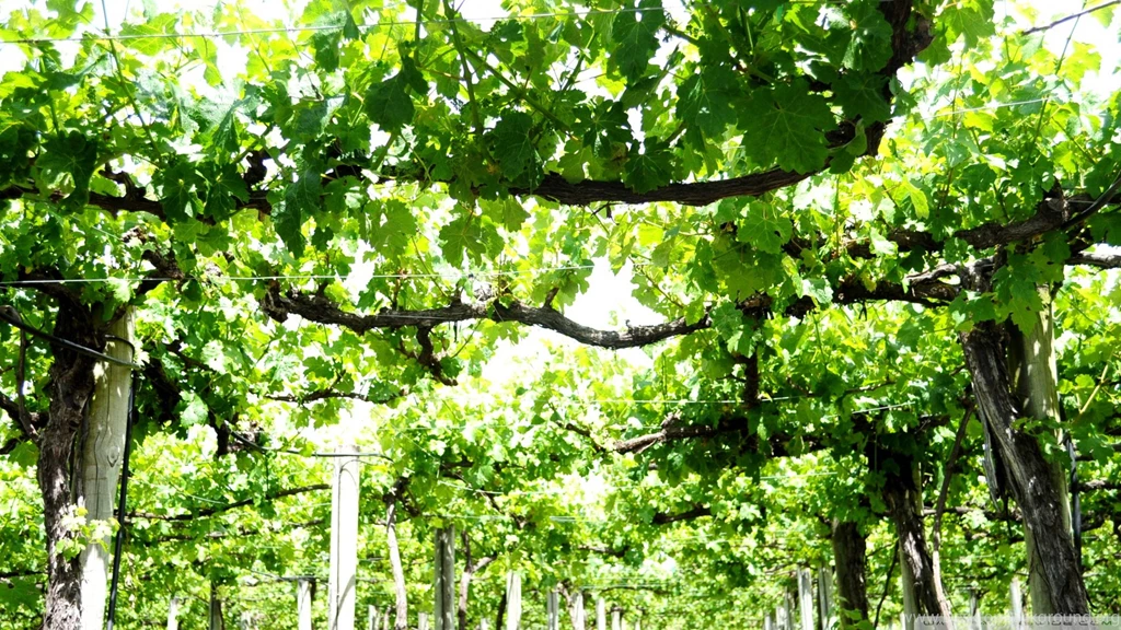 Download Vine Wallpapers 1920x1080