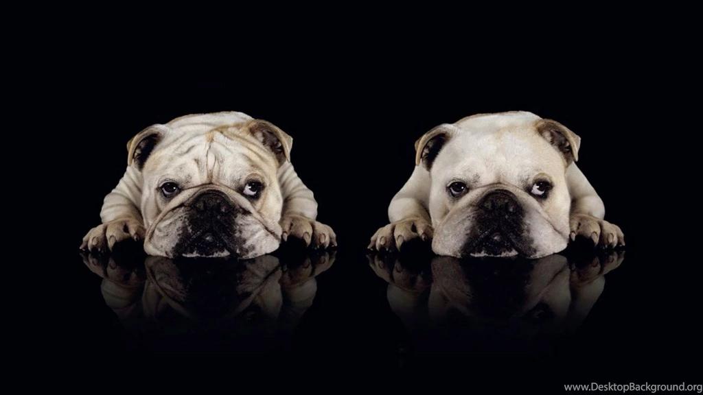 American Bulldog HD Wall Wallpapers HD Wall Wallpapers