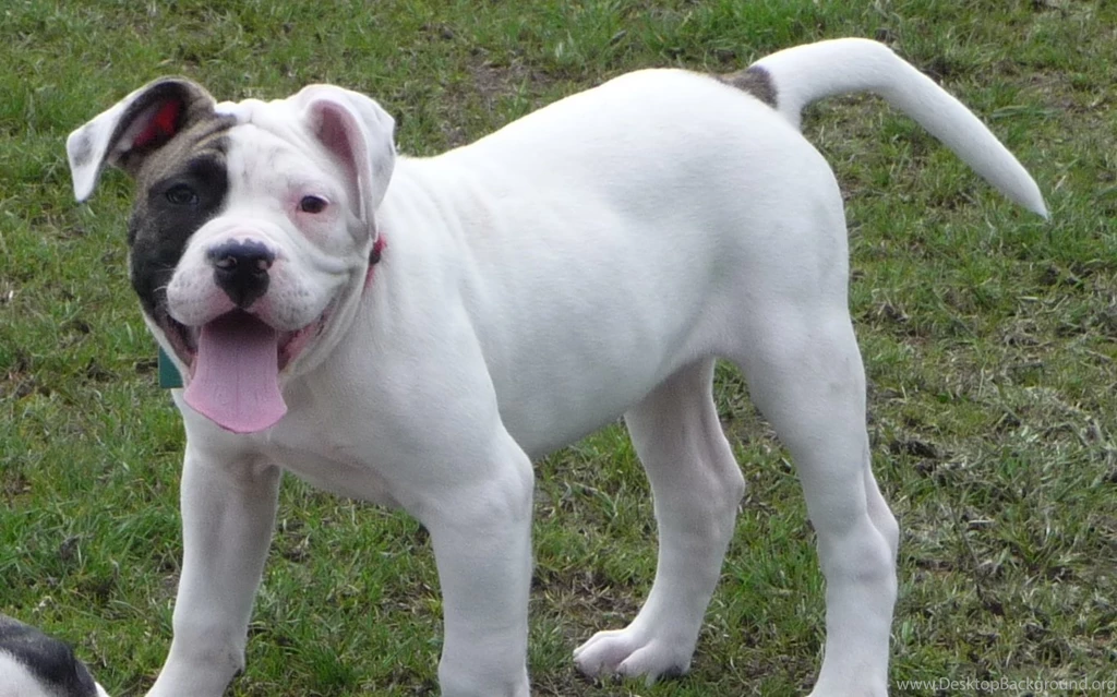 American Bulldog Desktop Wallpapers M5x.eu