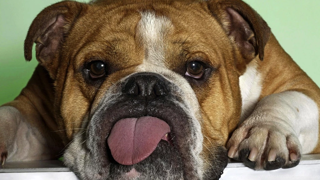 American Bulldog Wallpaper.