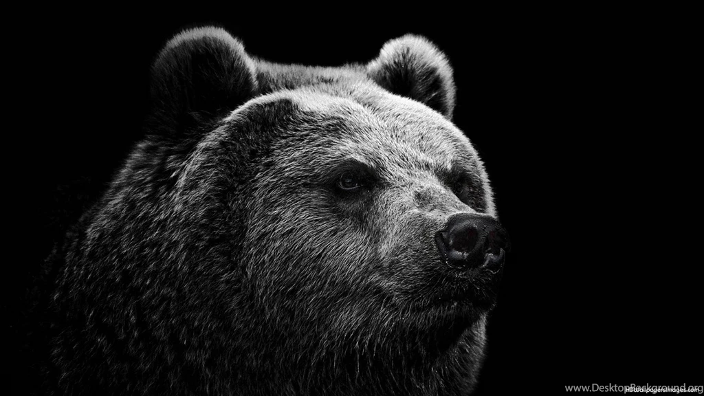 Free Black Bear Wallpapers Wallpapers Cave