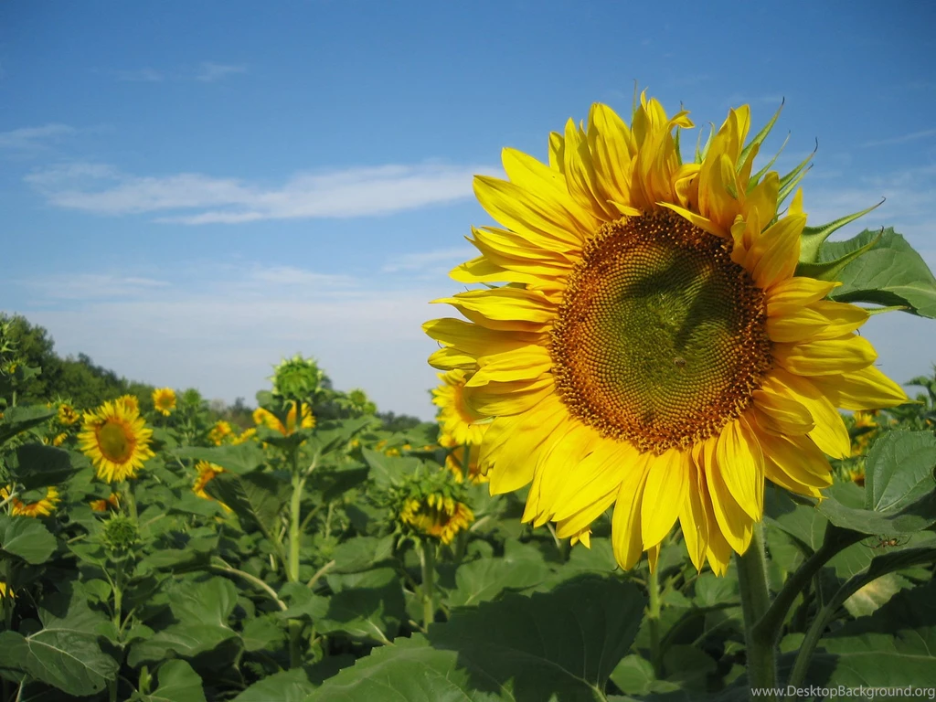 Free HD Wallpapers HD Nature Free Bestscreenwallpaper.com ...