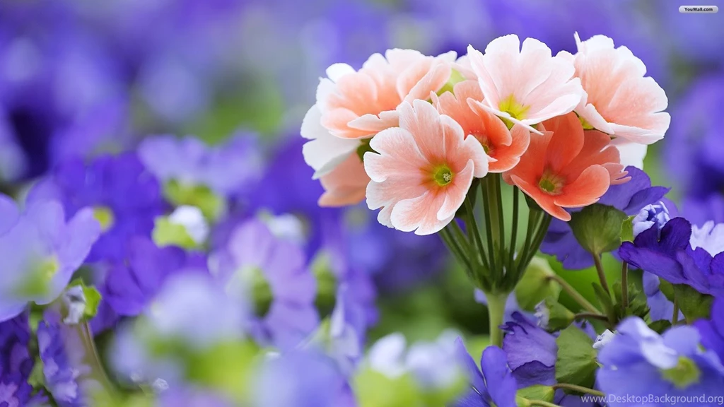 Flowers For Flower Lovers.: Desktop Beautiful Flowers HD Wallpapers.
