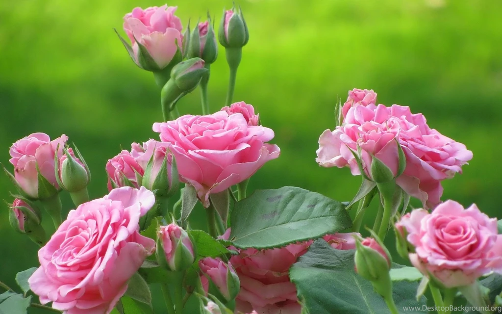 Flower Wallpaper: Real Flower Wallpapers Free HD Backgrounds ...