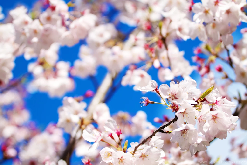 Real Flowers Backgrounds Tumblr WeSharePics