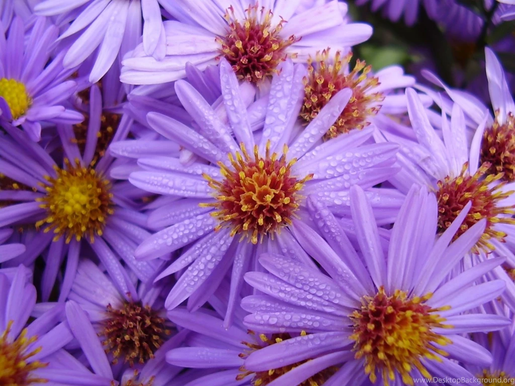 Hd Desktop Wallpapers 3160 Fresh Flower Wallpapers 2014 2 Real ...