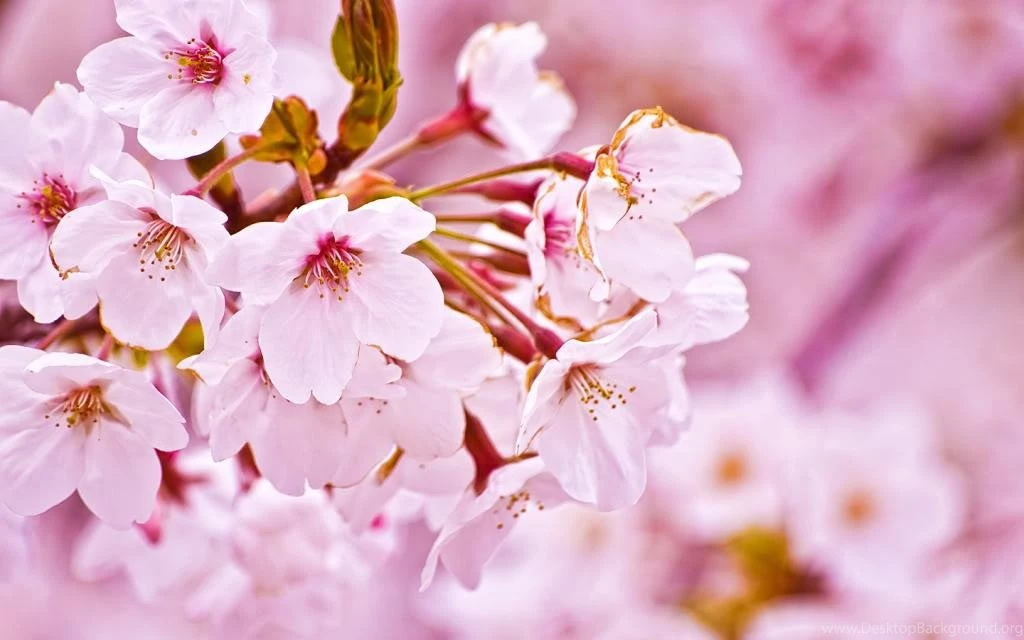 Cherry Blossom Desktop Backgrounds Best Hd Wallpapers