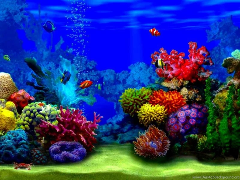 Animals Aqurium Inside The Aqurium – Animals Fish HD Desktop Wallpapers ...