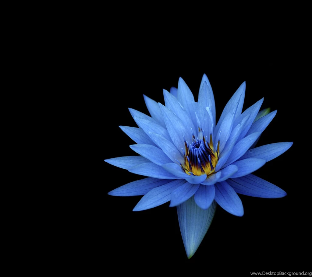 Download Xperia Z Ultra And Xperia Z1 Wallpapers