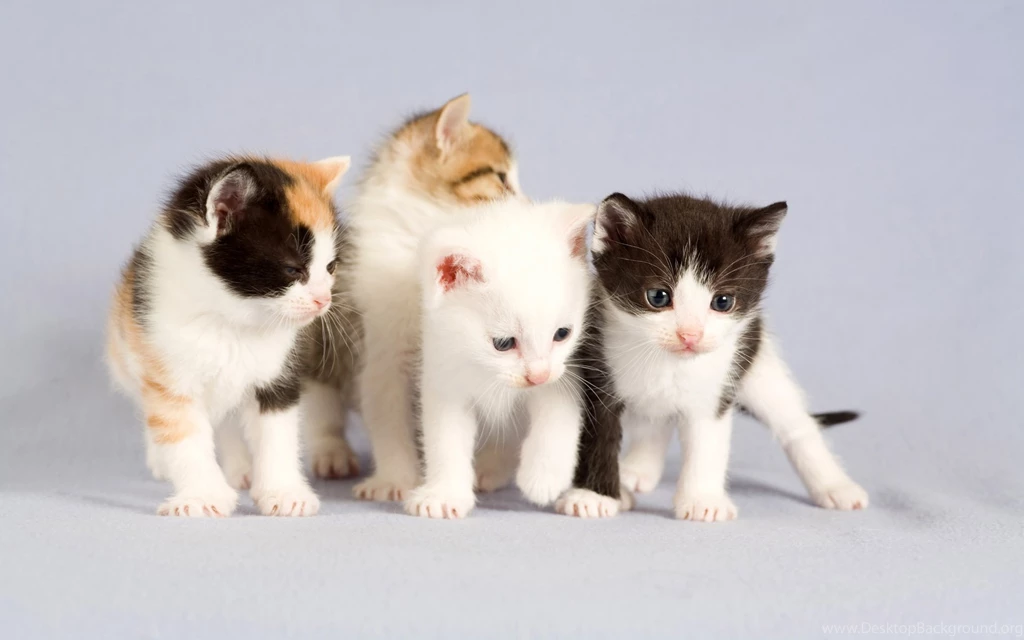 Cute Cats Pics Collection (43+)