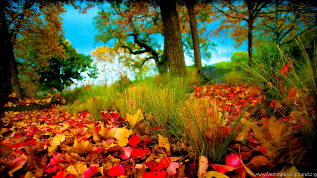 Hd Widescreen Wallpapers 1080p