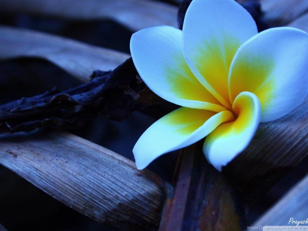 Desktop Backgrounds 1024x768
