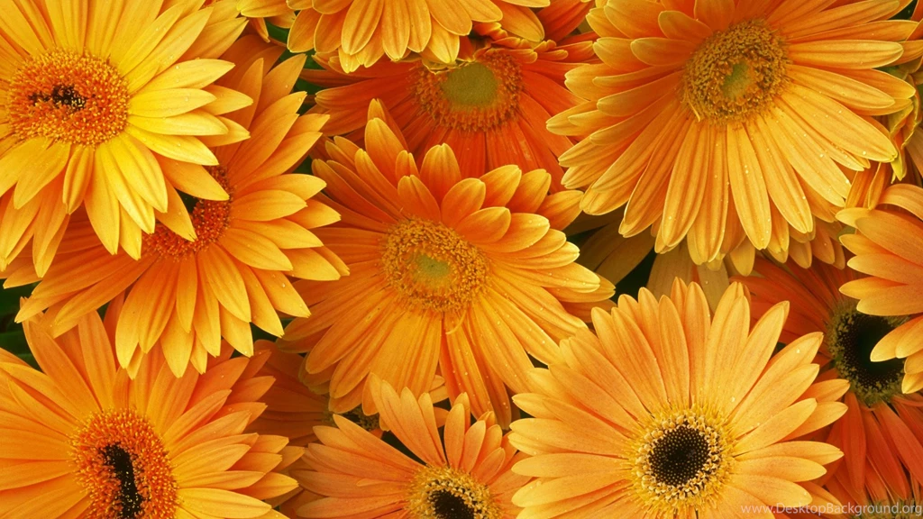 Desktop Orange Floral Wallpapers 3d Hd Pictures.