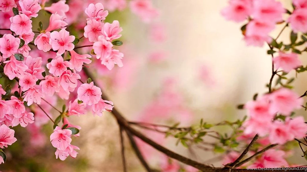 Wallpapers Of Flowers