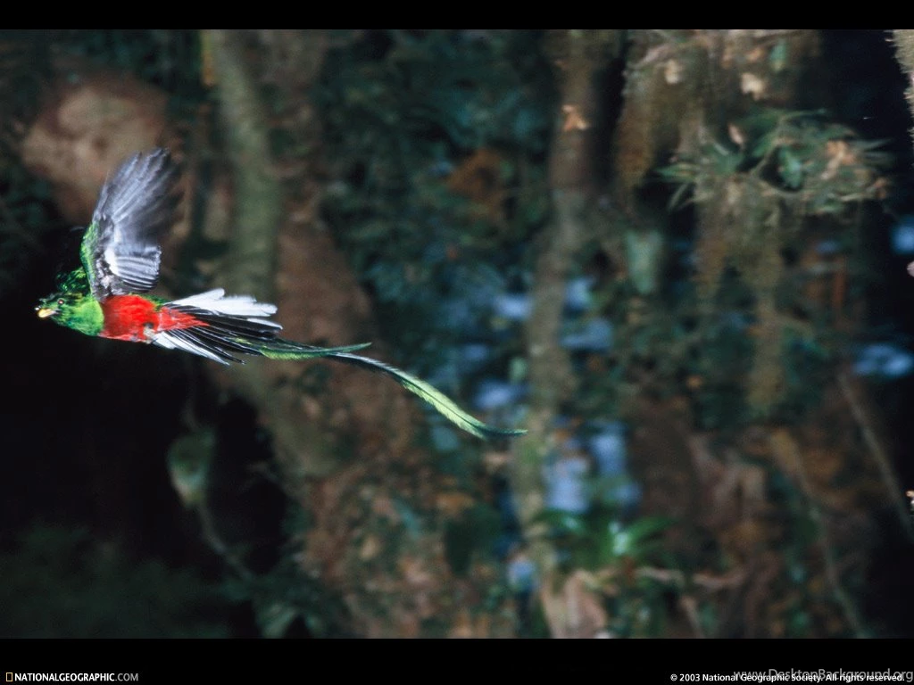 Guatemala, Flying Quetzal, 1997, Photo Of The Day, Picture ...