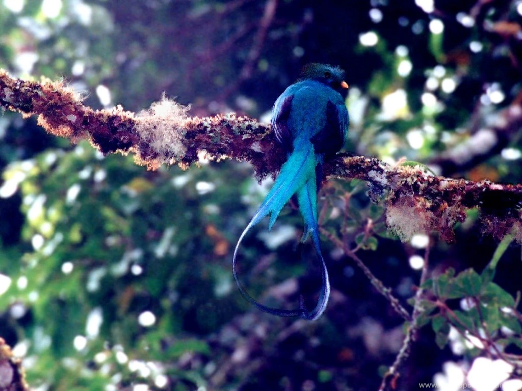 Quetzal Birds Images