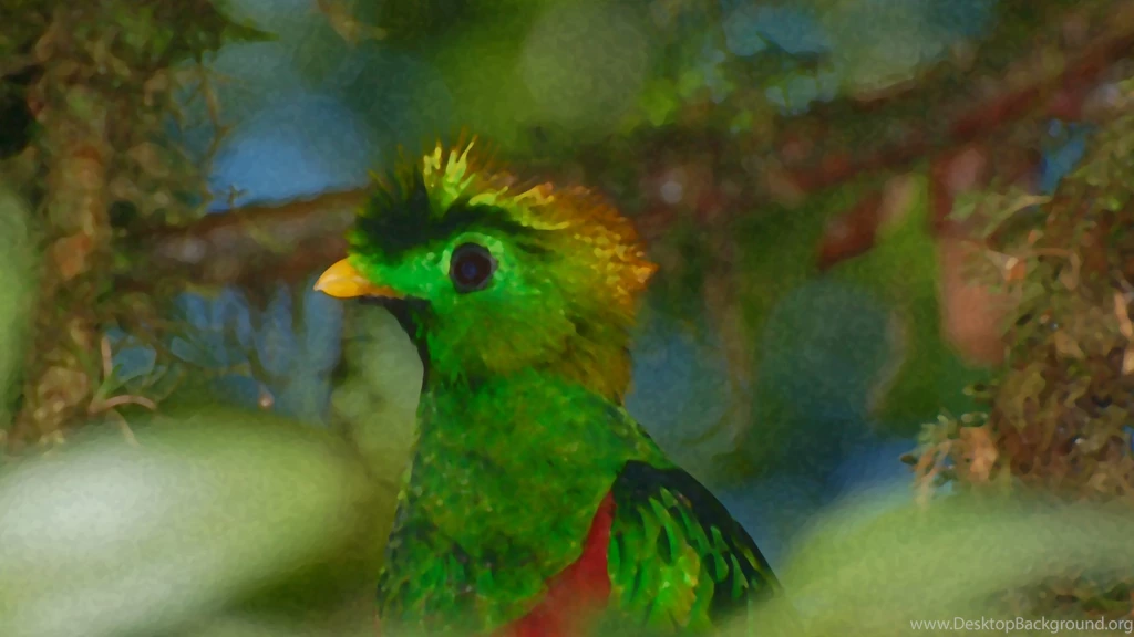 Preview Quantal Quetzal Male Wallpapers