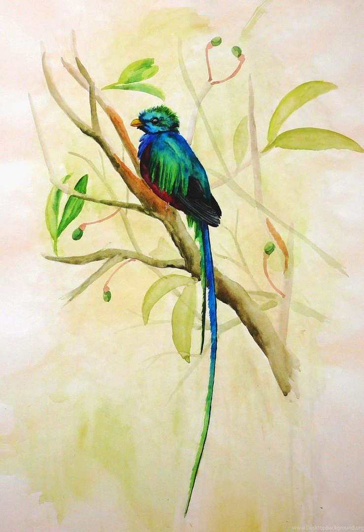 Resplendent Quetzal By Nachiii On DeviantArt