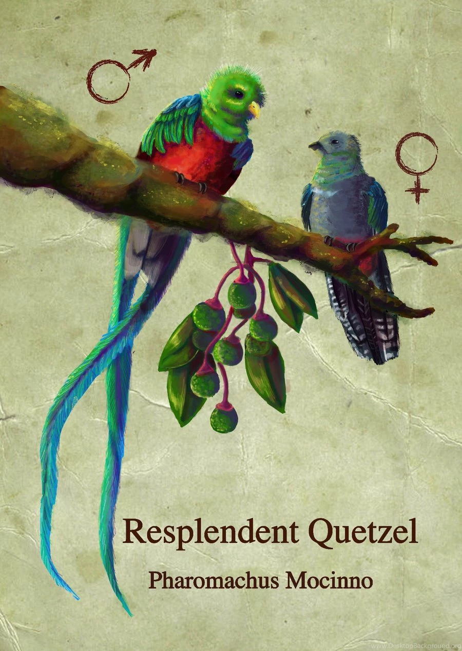 Quetzal By LinaCrmina On DeviantArt