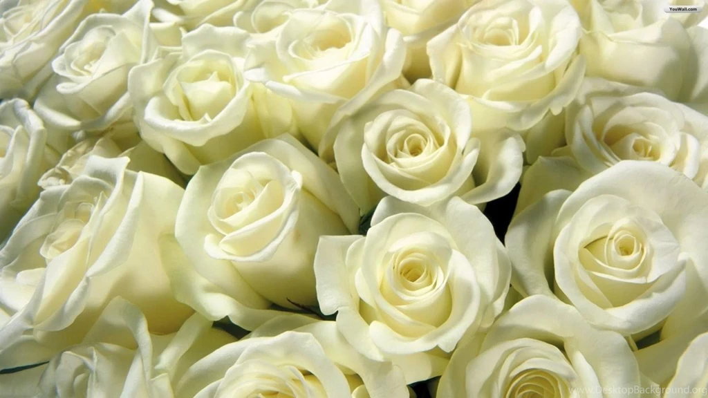 YouWall White Roses Wallpapers Wallpaper,wallpapers,free ...