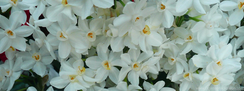 MLeWallpapers.com Paperwhite Narcissus