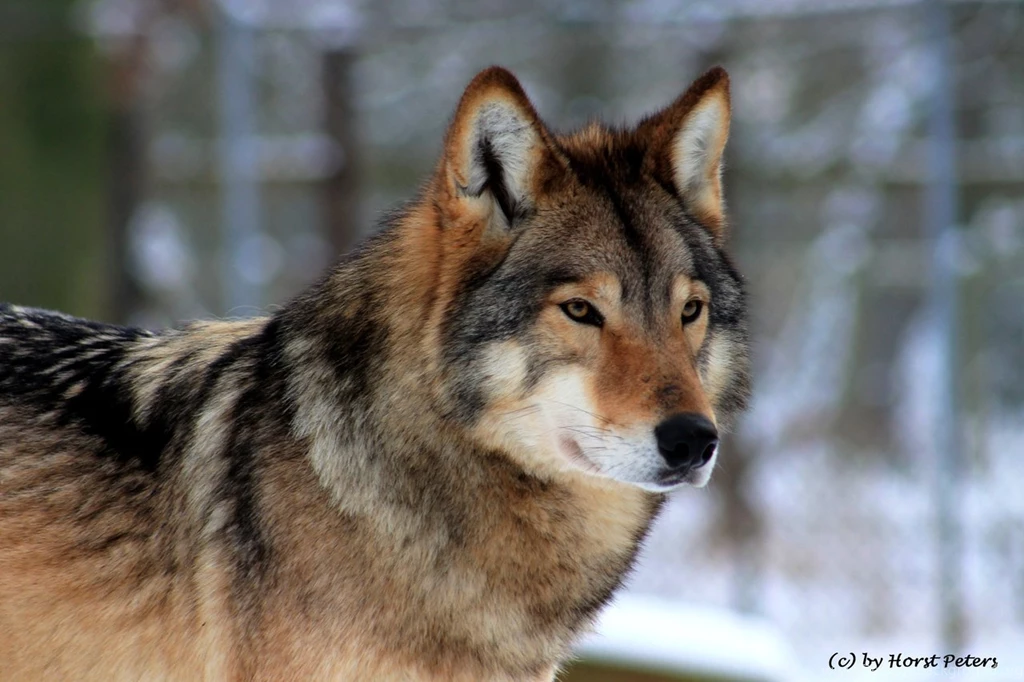 Timber Wolf Pictures All Wallpapers New