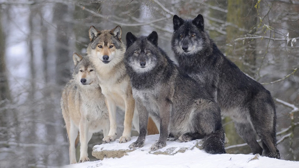 1920x540 Wallpapers Page 859: Ivory Ebony Wolf Art White Wisdom ...