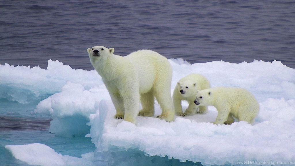 Cool Polar Bear Wallpapers