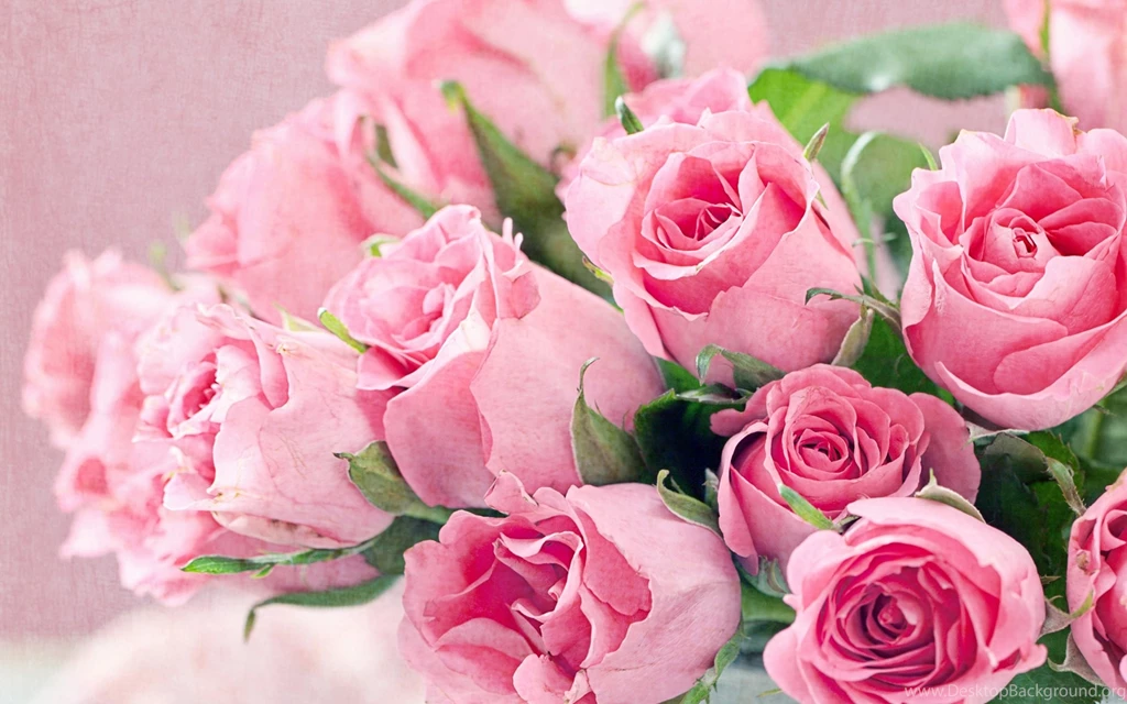 Roses Pink Flowers Wallpapers Free Download Of Pink Roses