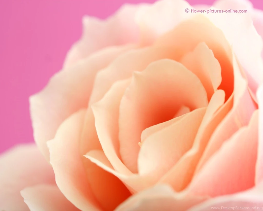 Pink Flower Wallpapers