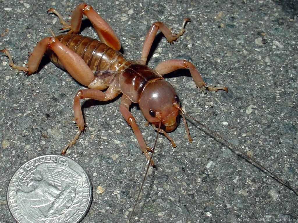 Free Jerusalem Cricket Wallpapers Animals Town