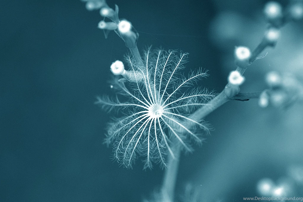 130+ HD Minimalist Wallpapers Of Colors, Macro Images And More ...