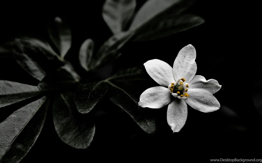 Black And White Desktop Wallpapers - Other Wallpapers Free ...