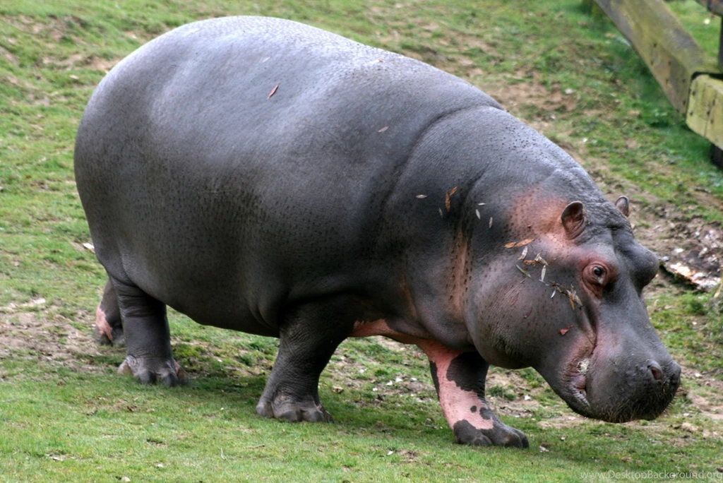 Hippopotamus HD Wallpapers Download Free Animals HD Wallpapers ...