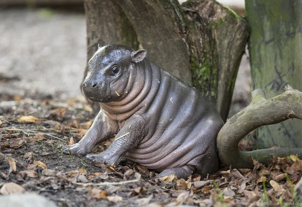 Incredibly Cute Hippo Born In Sweden Yesterday. : Aww