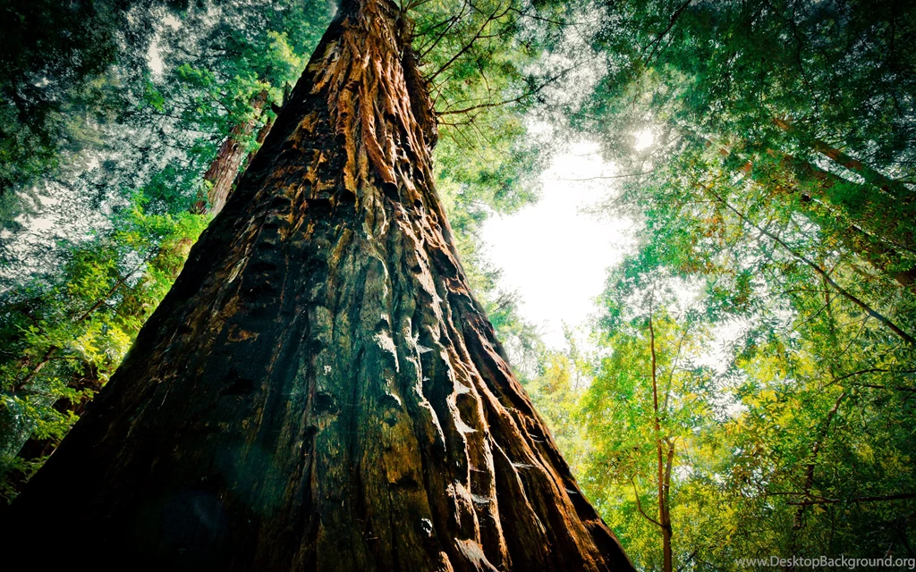 Tree Computer Wallpapers, Desktop Backgrounds