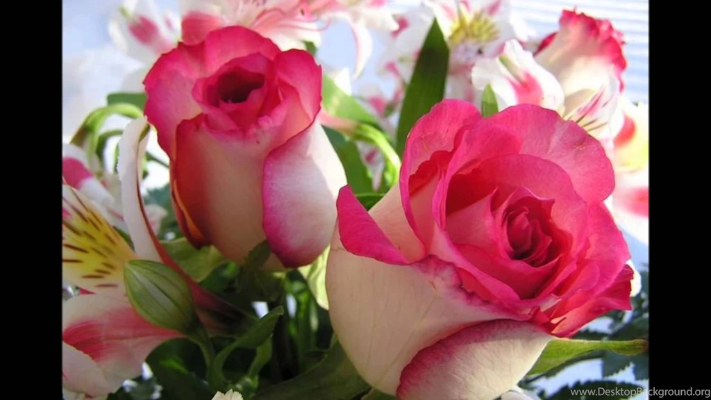 Love Flower Wallpapers – Daily Backgrounds In HD