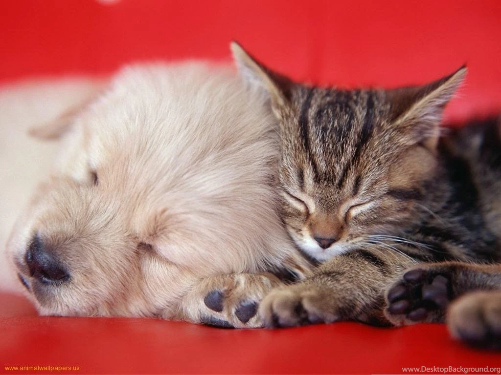 Wallpapers Puppy En Kitten Puppies And Kittens Best Friends