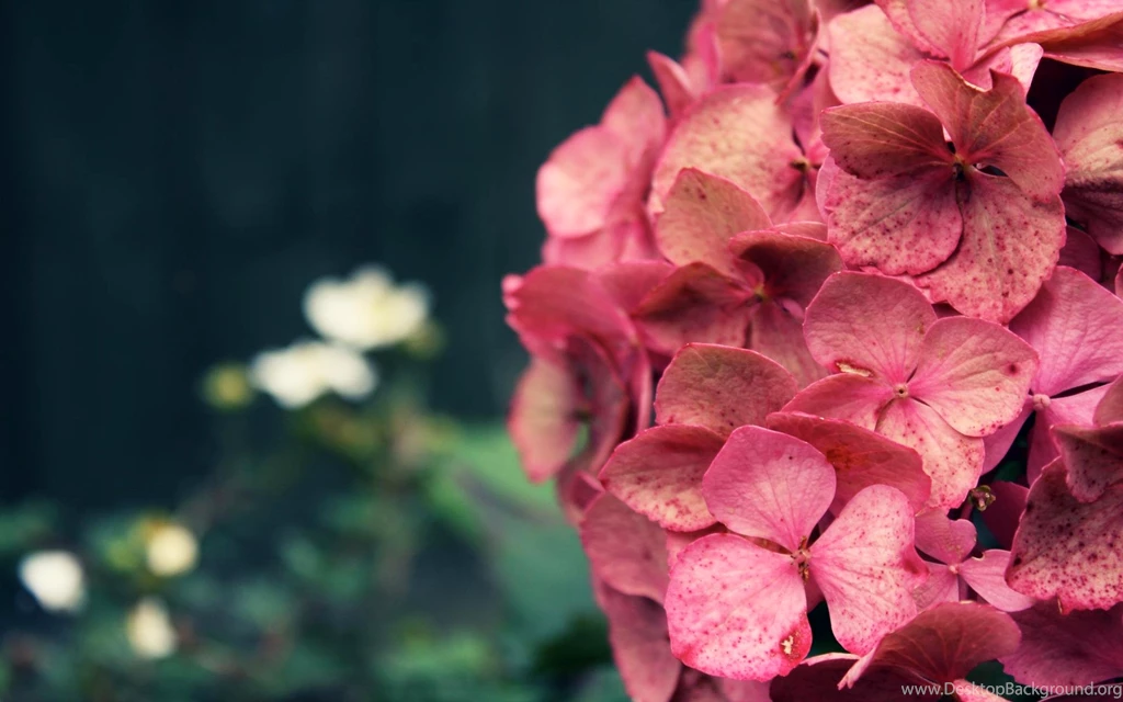 Cool Pink Flower Backgrounds Wallpapers Wallpapers Hd Backgrounds ...