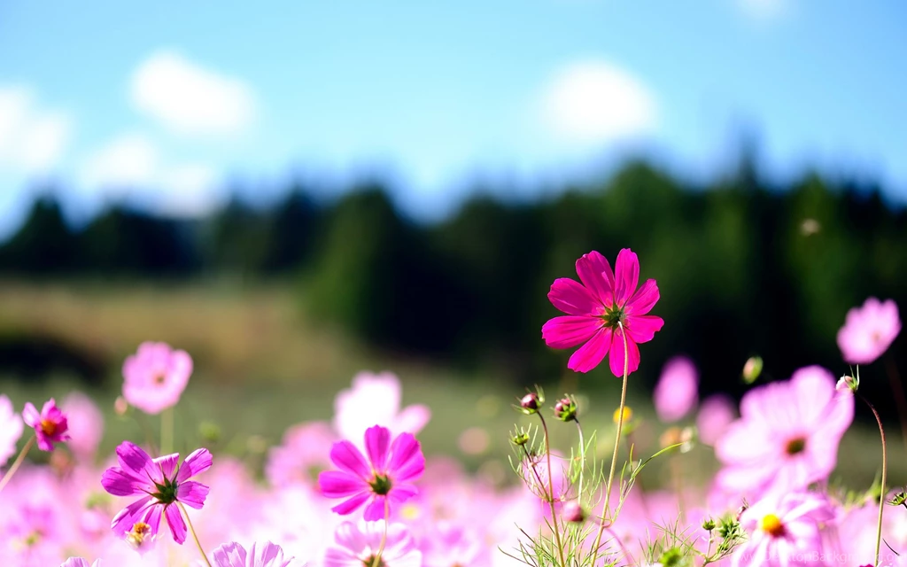 Cool Flowers Desktop Backgrounds: Pink Flowers High Definition ...
