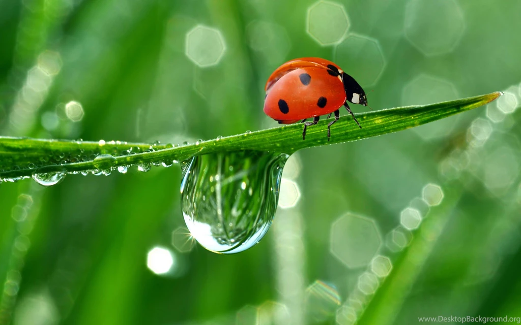 268 Ladybug HD Wallpapers