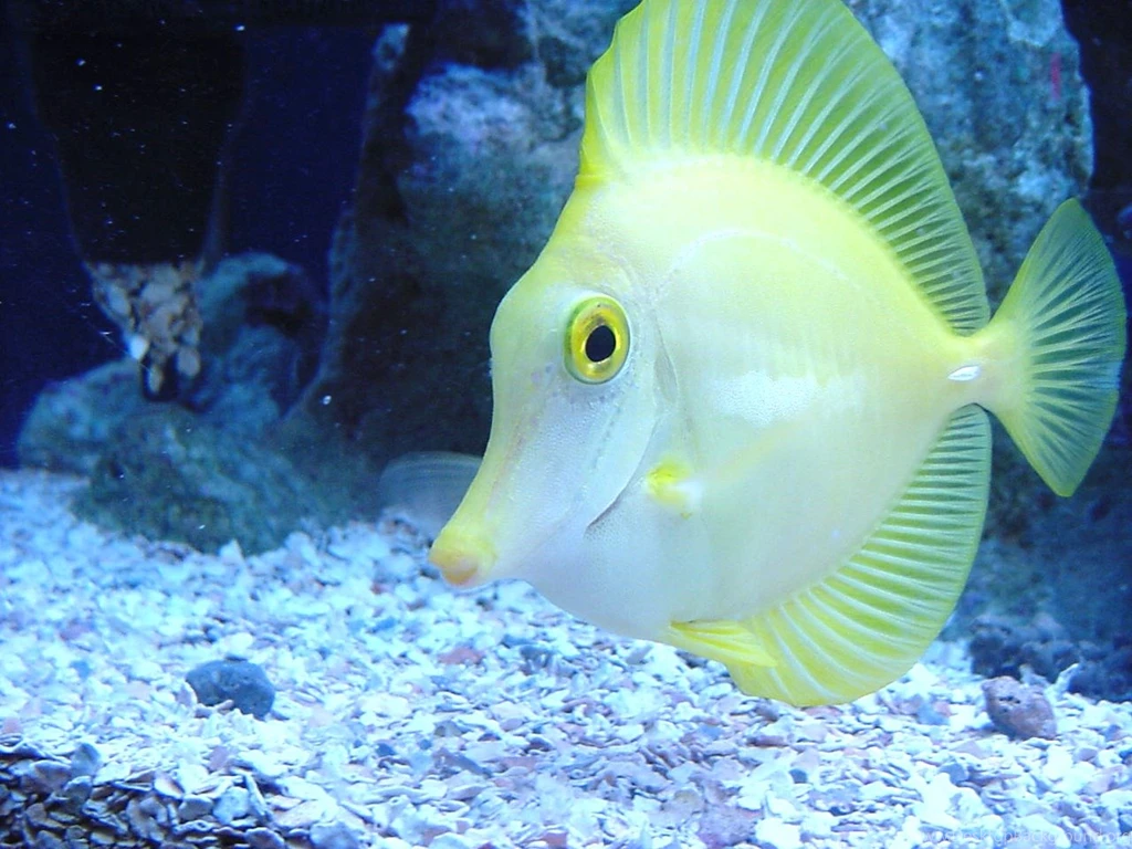 PicturesPool: Beautiful Fishes Wallpapers Pictures