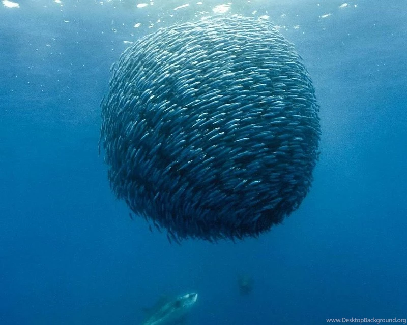 Sea,swarm Sea Swarm Fish Sealife 1280x1024 Wallpapers – Fish ...