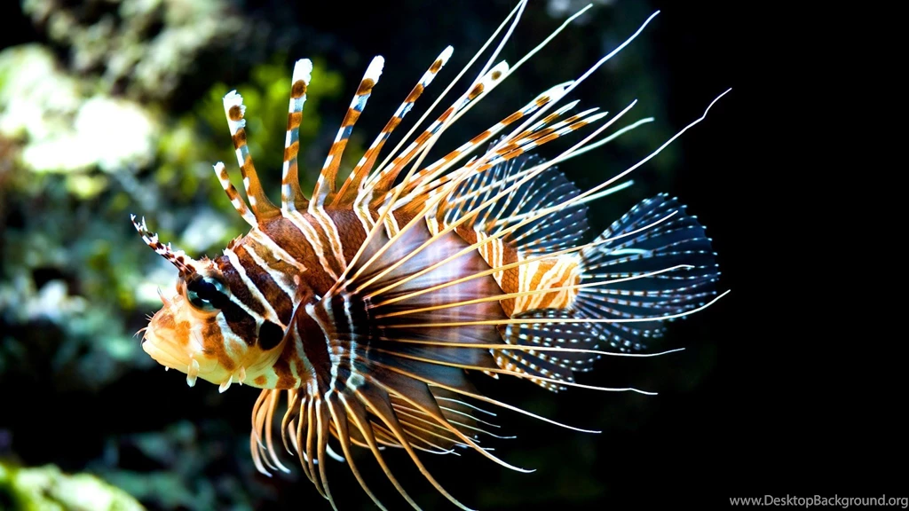 Fish Wallpapers Page 34: TARTARUGA PENTE Animal Natureza Mar High ...