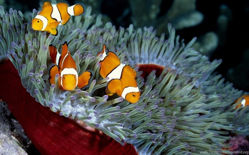 Sea Fish Clown Anemone 4000x2500 Wallpapers – Animals Fish HD ...