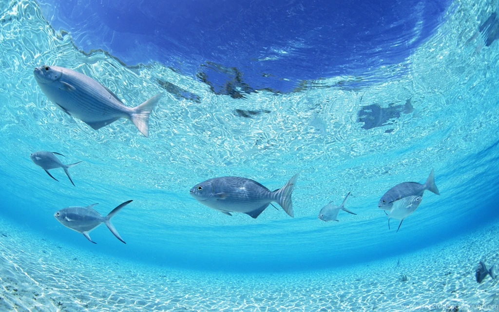Download Wallpapers 3840x2400 Fish, Bottom, Sea, Shallow Water ...