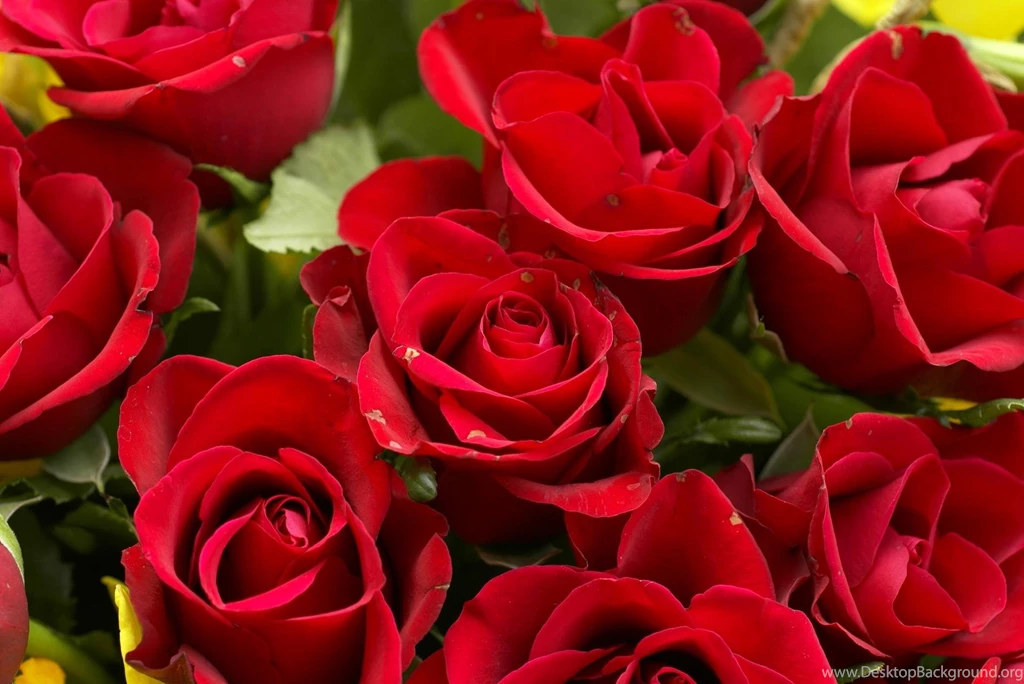 Wallpapers Of Roses Wallpapers HD Fine