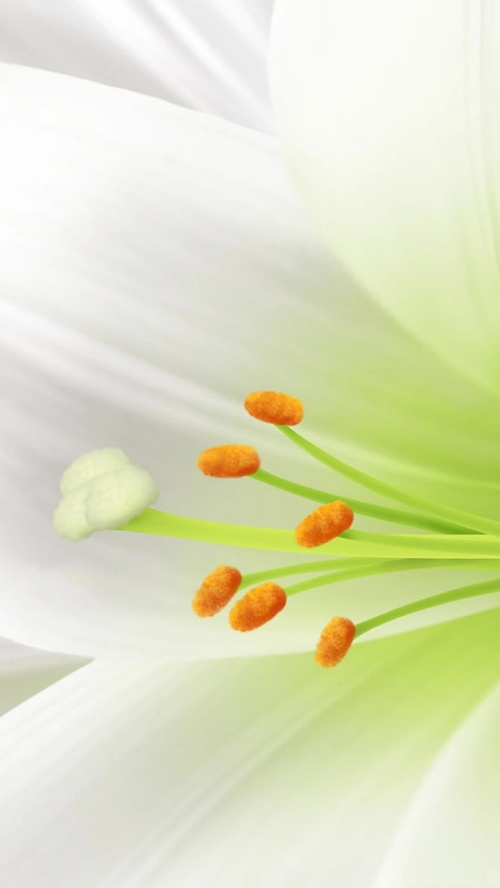 Pure White Lily Flower Macro iPhone 6 Wallpapers Download