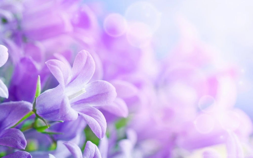 Top 21 White Flowers Hd Wallpapers