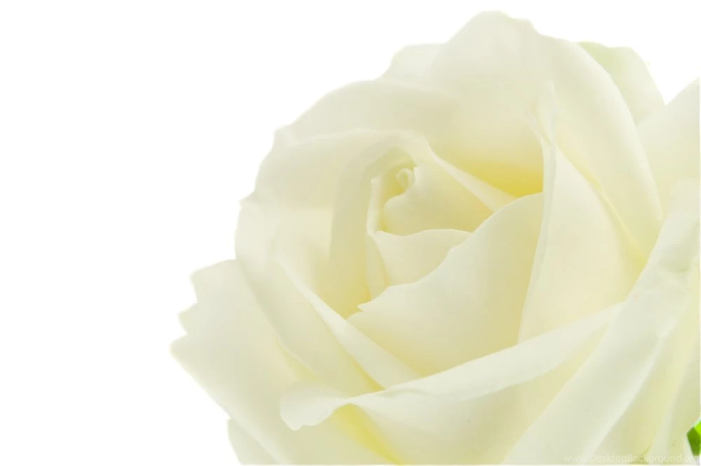 Pure White Roses Roses Photo (34610998) Fanpop